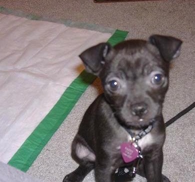 A small black puppy with big round dark brown eyes and a black nose sitting on a carpet in front of a green and white pee pad. The dogs ears fold over at the tips in a v-shape.