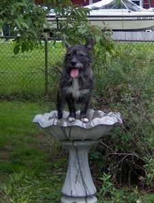 A black with white Bostie is standing in a bird bath, in a yard, it is looking to the left, its mouth is open and its tongue is out.