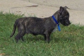 The right side of a black Bostie puppy that is standing across a yard and it is looking down.