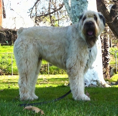 Diesel the Bouvier des Flandres standing outside in the grass with a white tree and a chain link fence in the background