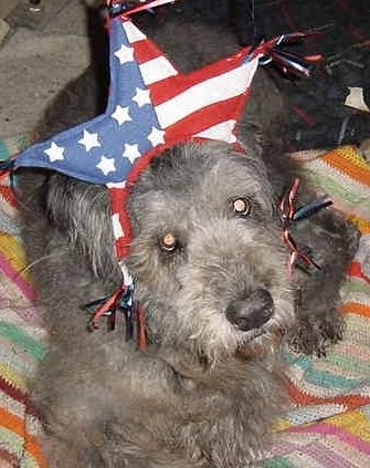 Close Up - Dixie the Bouvier des Flandres laying on a blanket wearing a star hat with an american flag pattern on it