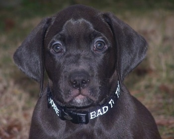 Close Up - Guinness the Boxador puppy wearing a black collar with white letters that say 'Bad to the bone'