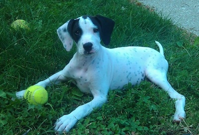 The left side of a white with black Boxapoint puppy that is laying across grass with two tennis balls around it and it is looking forward.