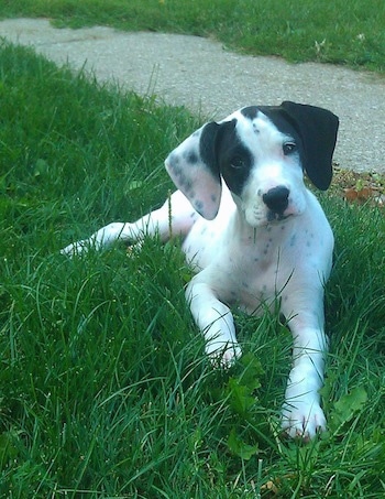 A white with black Boxapoint puppy that is laying in grass and it is looking forward.