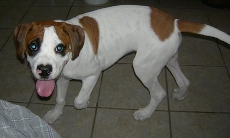 The left side of a white with brown Boxer Basset dog walking across a tiled floor, its mouth is open and its tongue is out.