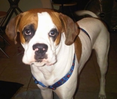 Close Up - The front left side of a white with brown Boxer Basset that is standing on a tiled floor, it is looking forward and it is wearing a harness.