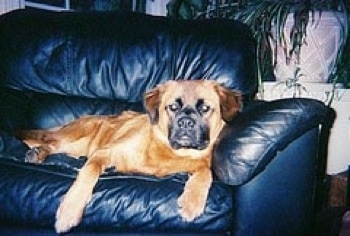 The right side of a tan Boxer Chow that is laying on a black leather couch and it is looking forward.