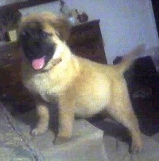 The left side of a tan with a black muzzle Boxer Chow puppy that is standing on a staircase with its mouth open, its tongue out and it is looking forward.