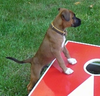 The right side of a brown with white Boxer Chow puppy, that has a blak muzzle, is standing on a cornhole board and it is looking to the right.