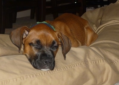 A brown with white Boxer Chow puppy, that has a black muzzle, is sleeping in between a persons legs on a bed