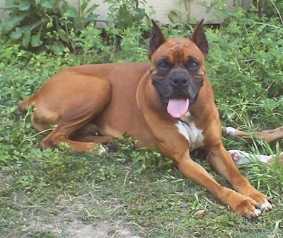 Jordan the Boxer laying outside in some bushs with her mouth open and tongue out with the legs of a second dog next to her
