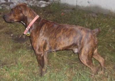 The left side of a brindle Boxerman that is standing across grass and it is looking to the left.