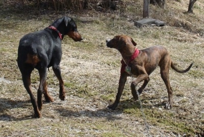 The back right side of a black with brown Doberman Pinscher that is circling a brown brindle with white Doberman Pinscher outside.