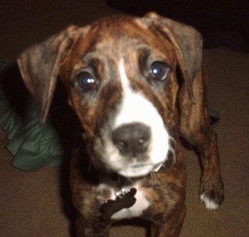 Close Up - A brown brindle with white Boxerman puppy is standing on a carpet and it is looking forward.
