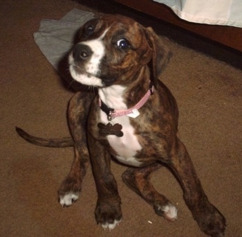 A brown brindle with white Boxerman puppy is sitting on a carpet, its head is turned to the left, but it is looking forward.