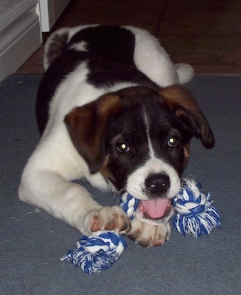 A black with white and brown Boxita puppy is laying down on a carpet, and it is biting on a rope toy.