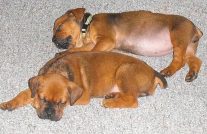 Two Boxweiler puppies sleeping on a gray carpet