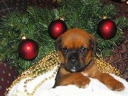 Close Up - Boxweiler puppy laying under a christmas tree