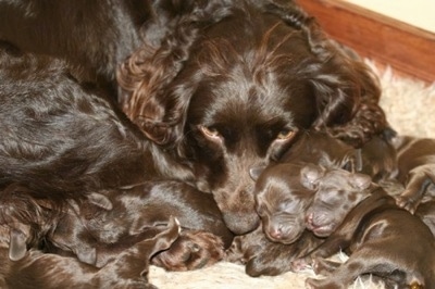 Close Up - Boykin Spaniel puppies with their mother.
