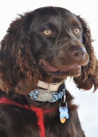 Close Up - Charley the Boykin Spaniel wearing a dog tick collar and another baby blue collar with dog tags hanging from it along with a red harness
