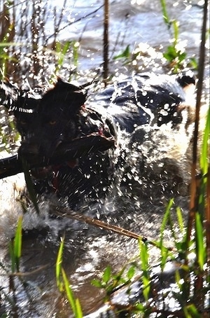 Charley the Boykin Spaniel is splashing in a body of water with a thick stick in his mouth