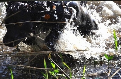 Close Up action shot - Charley the Boykin Spaniel is running through water