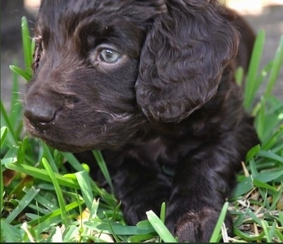 Close Up - Ollie the Boykin Spaniel puppy looking over to the right and laying in grass