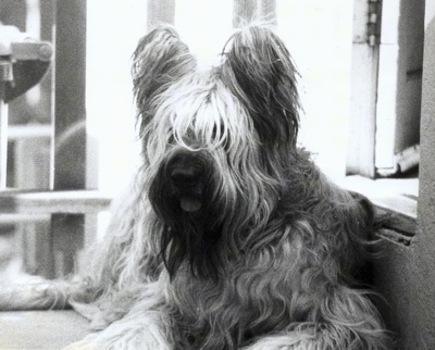 Black & White Picture - Desi the Briard laying on a step in front of a doorway with its mouth open and tongue out