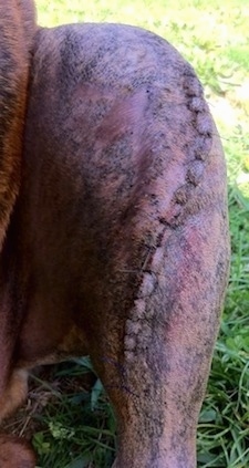 Close Up - Bruno the Boxer stitches