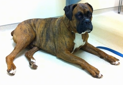Bruno the Boxer laying on the vet floor