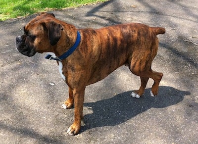 Bruno the Boxer standing on blacktop with his back left leg in the air