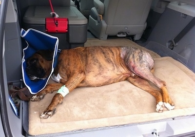 Bruno the Boxer laying in the back of a van with a shaved leg and cone on his head