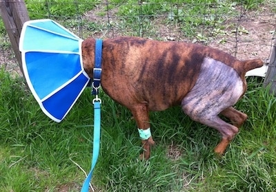 Bruno the Boxer with a shaved leg at his pee spot