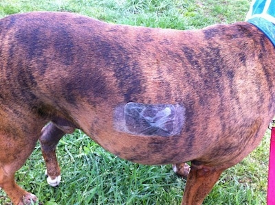 A Fentanyl Patch on Bruno the Boxers side