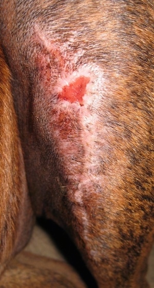 Close Up - Bruno the Boxer's incision with staples removed with the triangle shaped hole shallower