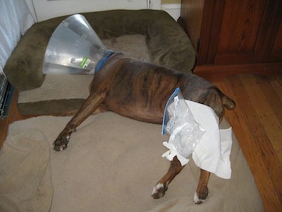 Bruno the Boxer laying on Two dog beds with a cone on his head and an ice pack over his leg