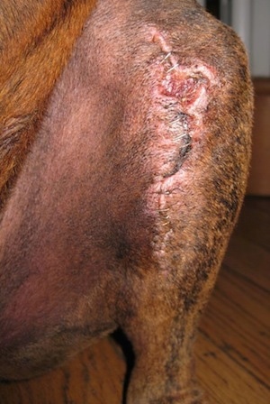 Close Up - His stapled incision is healing correctly