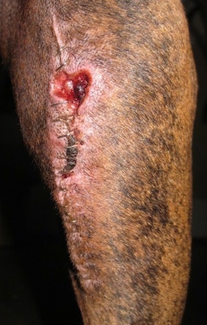 Close Up - Scab beginning to open up