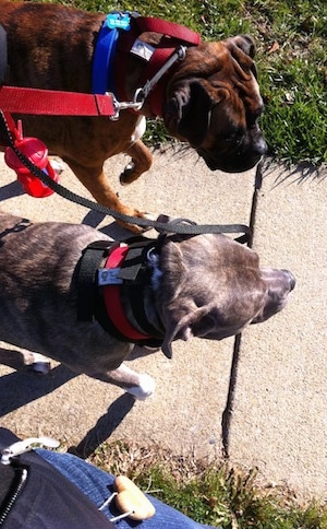 Spencer the Pit Bull Terrier and Bruno the Boxer walking down a sidewalk