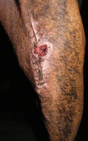 Close Up - Wound is healing up nicely