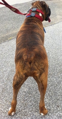 Bruno the Boxer standing on a blacktop surface
