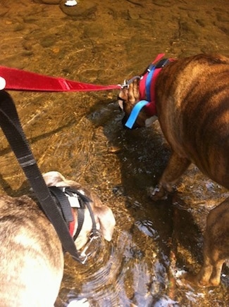 Bruno the Boxer and Spencer the Pit Bull Terrier drinking water out of a creek