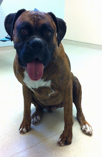 Bruno the Boxer sitting in a vets office with his tongue out looking happy