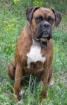Bruno the Boxer as an adult sitting in a field