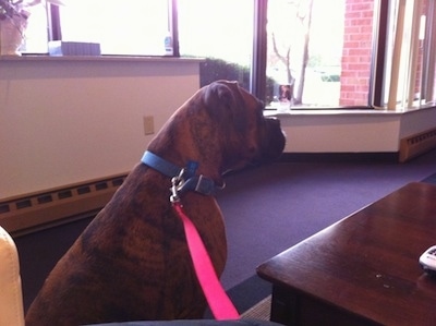 Bruno the Boxer sitting in the Imaging Center