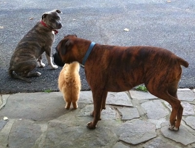 Bruno the Boxer standing on a stone top porch. Spencer the Pitbull Terrier sitting on a blacktop with a cat in between them