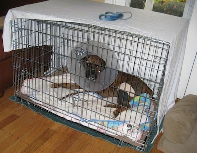 Bruno the Boxer sitting in a crate. He is wearing a cone and the cage is covered in a sheet