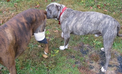 Bruno the Boxer being sniffed by Spencer the Pit Bull Terrier
