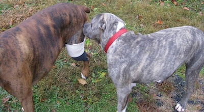 Spencer the Pit Bull Terrier smelling Bruno the Boxer