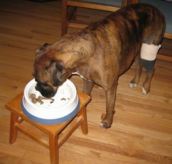 Bruno the Boxer eating food that was placed on a stool